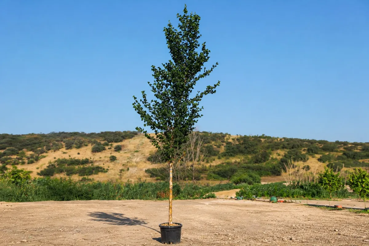 Ak Huş (Betula alba) fidanı