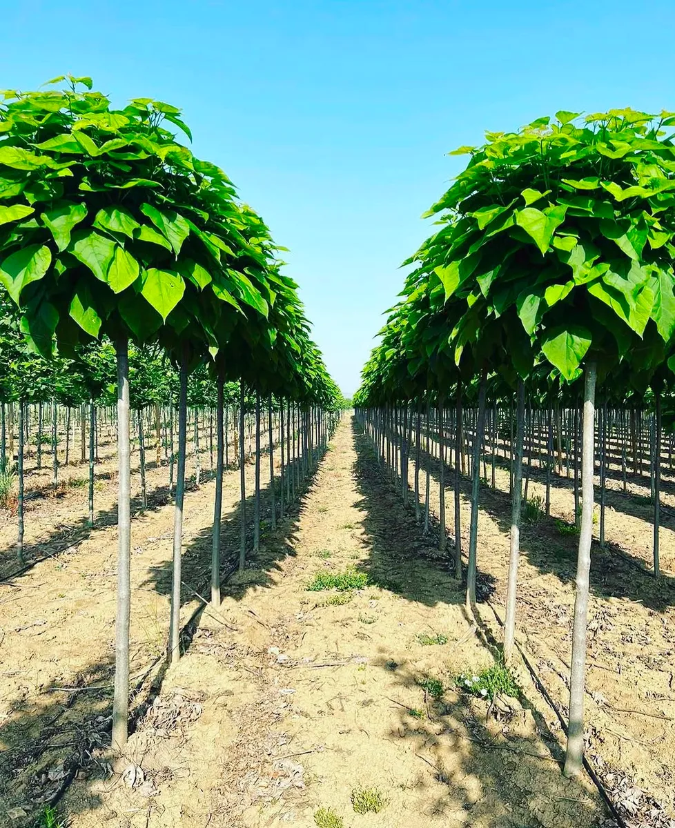 Dwarf Indian Bean Tree (Catalpa bignonioides ‘Nana’) sapling