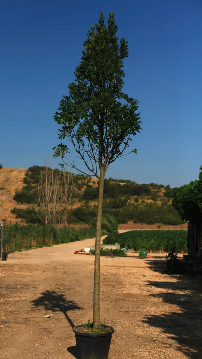 Altena Dişbudak (Fraxinus excelsior ‘Altena’) fidanı