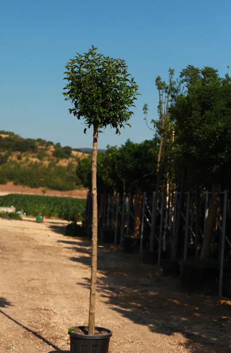 Japon Kurtbağrı (Ligustrum japonicum) fidanı