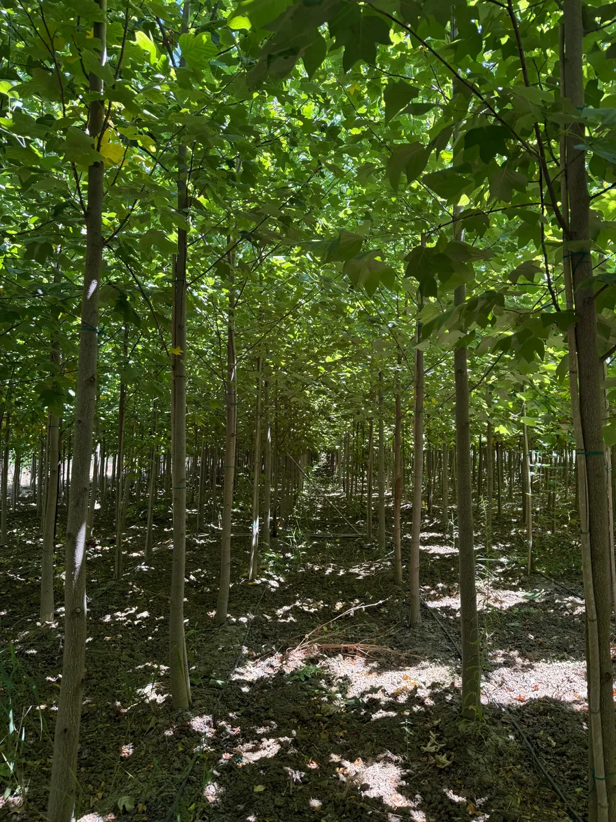 Lale Ağacı (Liriodendron tulipifera) fidanı