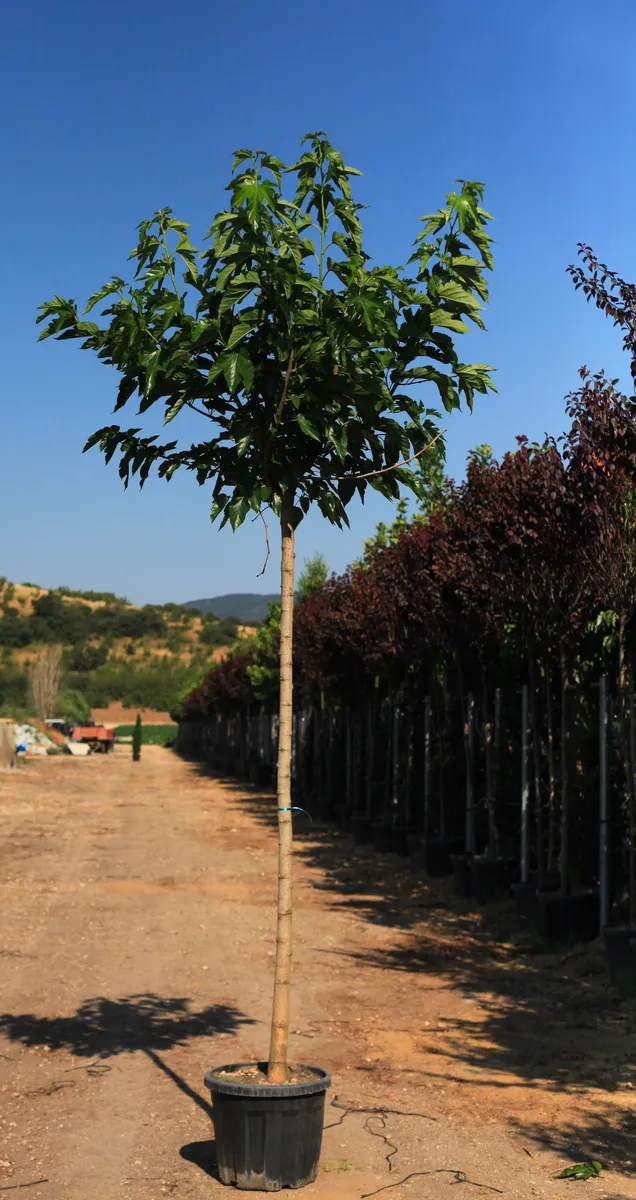 Plane-Leaved Mulberry (Morus platanifolia) sapling