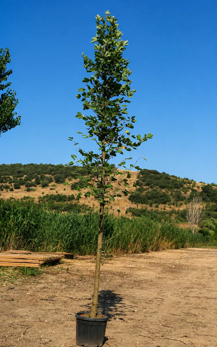 Doğu Çınarı (Platanus orientalis) fidanı