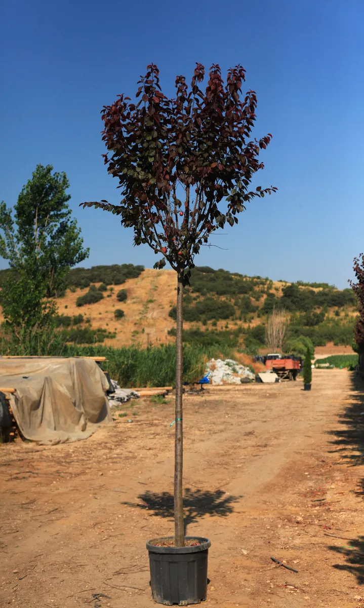 Cherry Plum (Prunus cerasifera) sapling