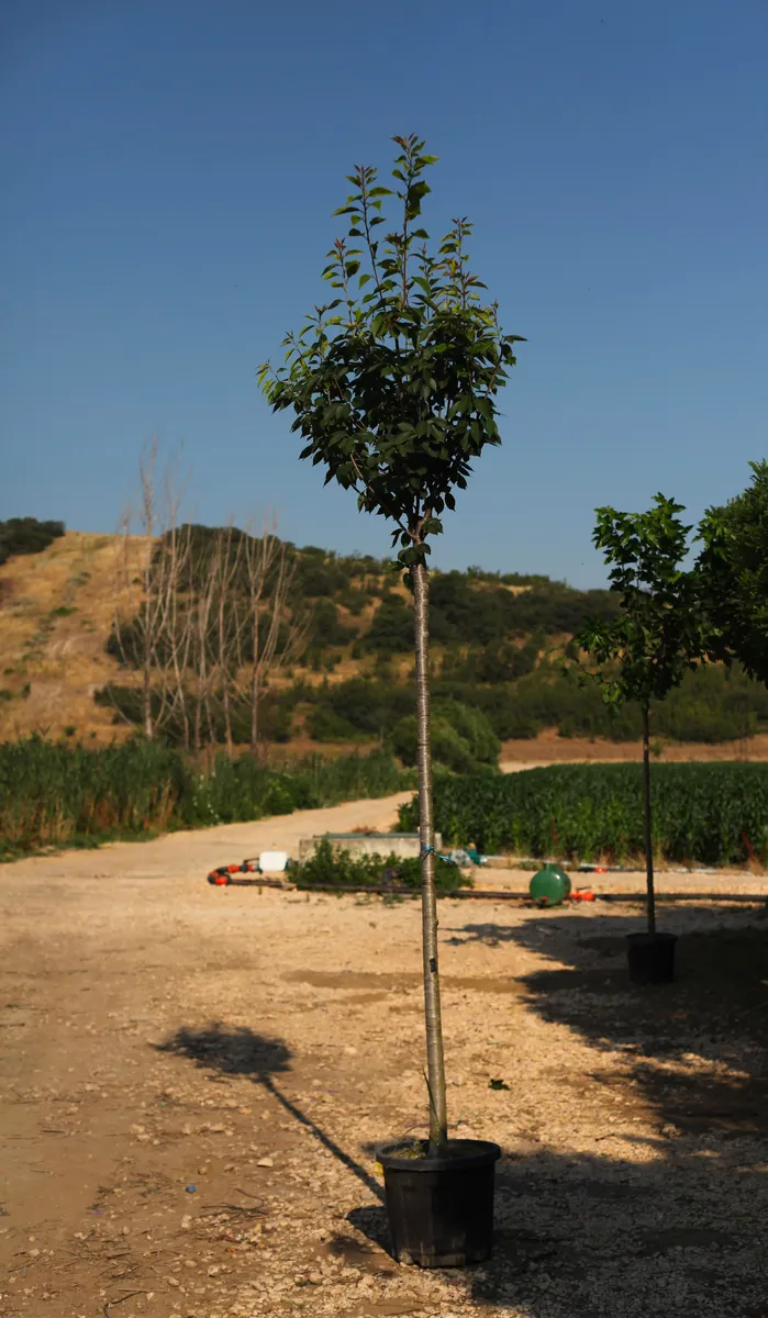 Kanzan Japon Kirazı (Prunus serrulata ‘Kanzan’) fidanı