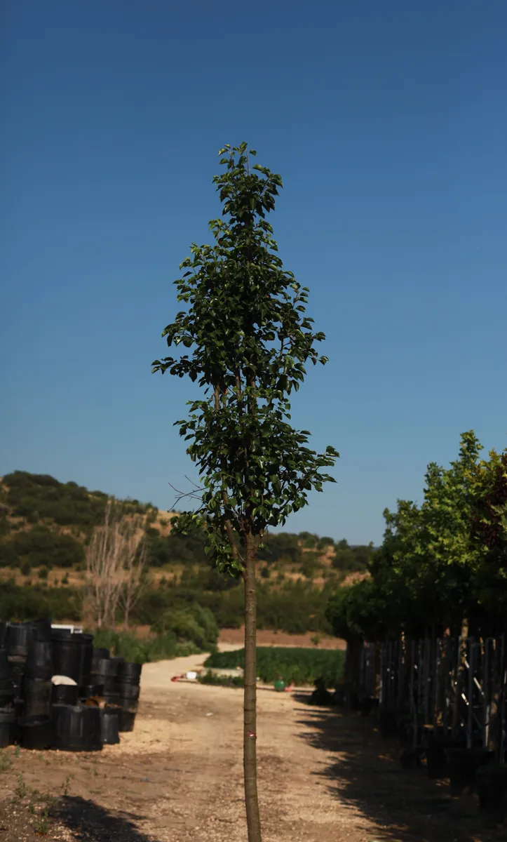Callery Pear (Pyrus calleryana) sapling