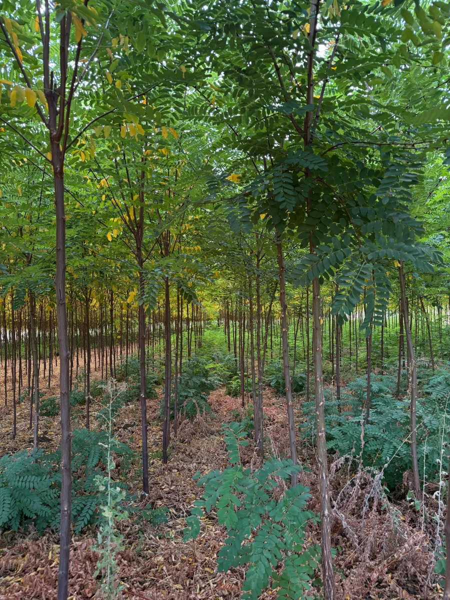 Pembe Çiçekli Yalancı Akasya (Robinia hispida) fidanı