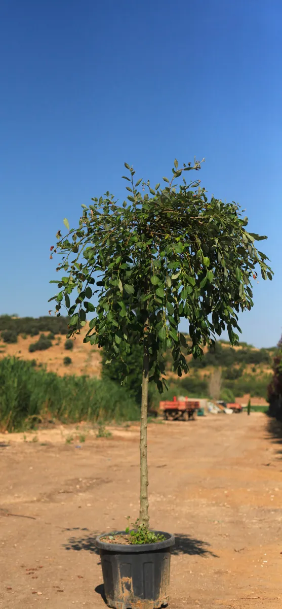 Sarkık Keçi Söğüdü (Salix caprea ‘Pendula’) fidanı