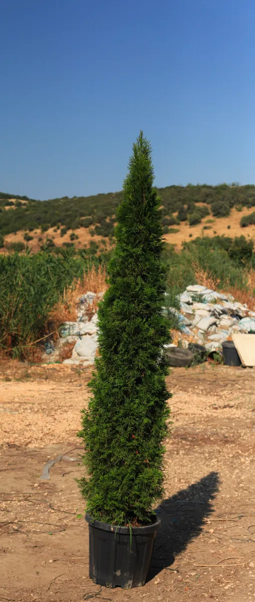 Batı Mazısı (Thuja occidentalis) fidanı