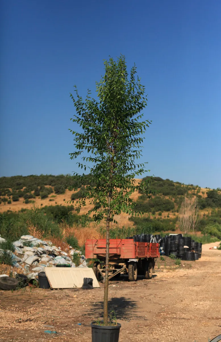 Dağ Karaağacı (Ulmus glabra) fidanı