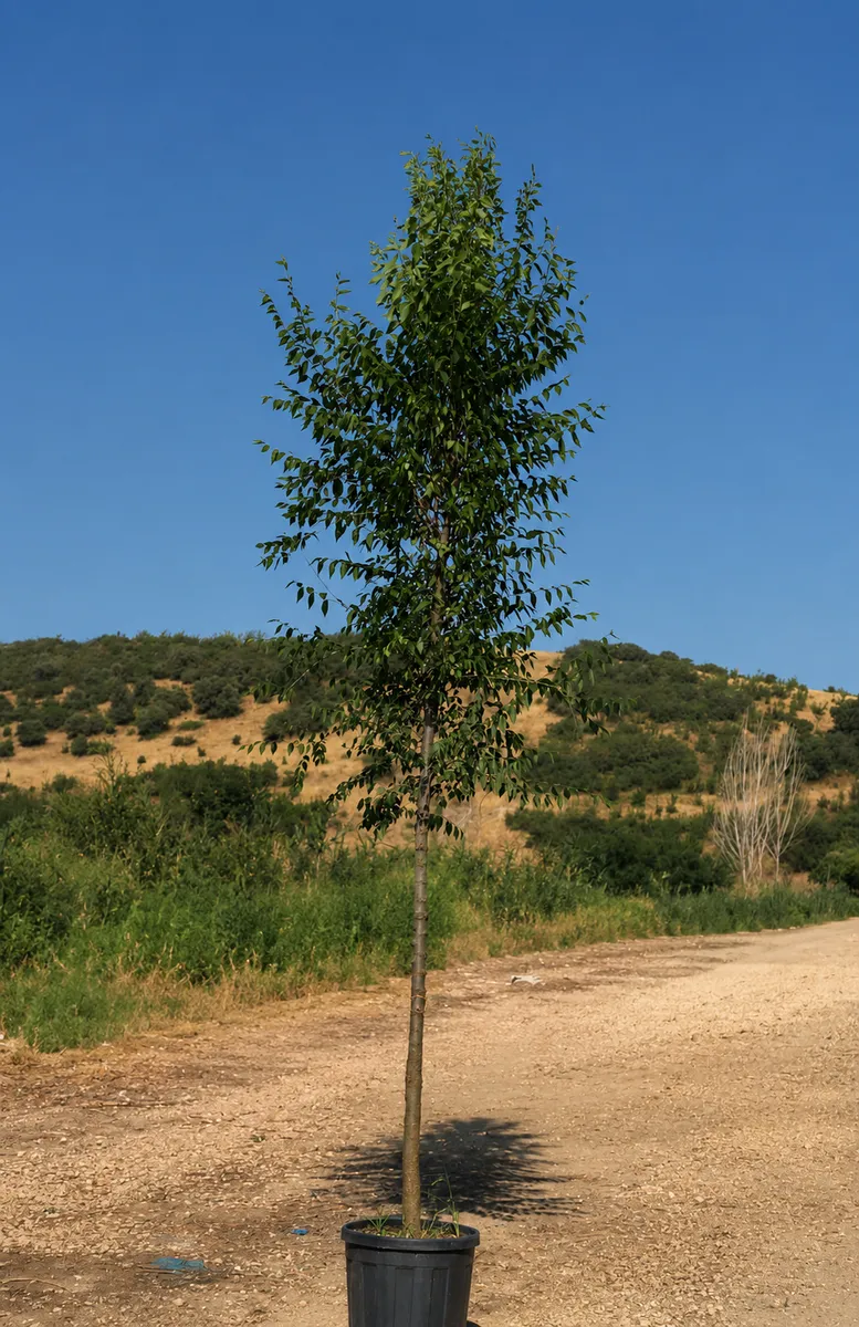 Ova Karaağacı (Ulmus minor) fidanı