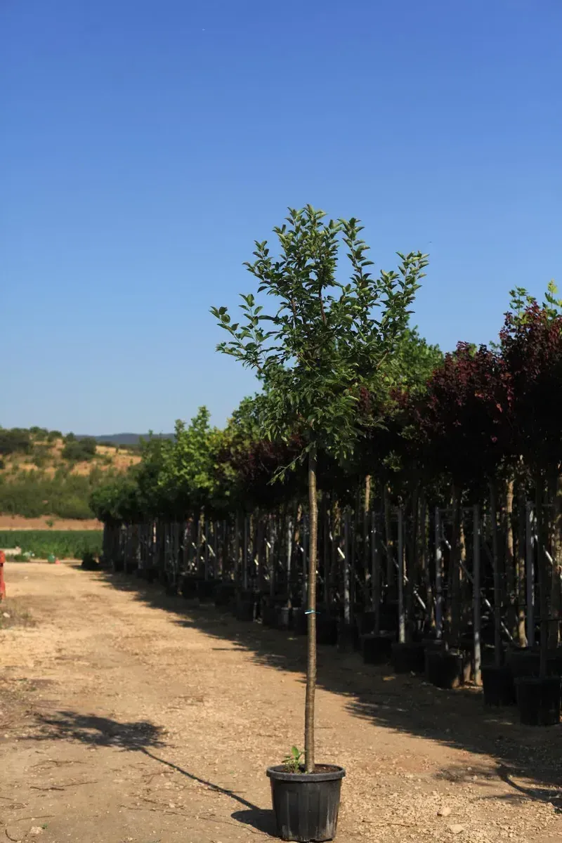 Japon Süs Elması (Malus floribunda) fidanı